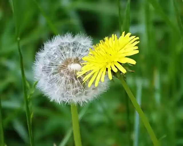 Free download Dandelion Yellow Plant -  free photo or picture to be edited with GIMP online image editor