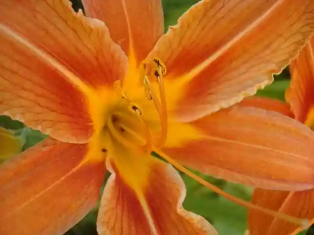 Free download Daylily Orange Nature -  free photo or picture to be edited with GIMP online image editor