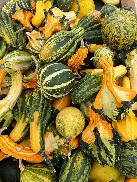 Free download Decorative Squashes Autumn -  free photo or picture to be edited with GIMP online image editor