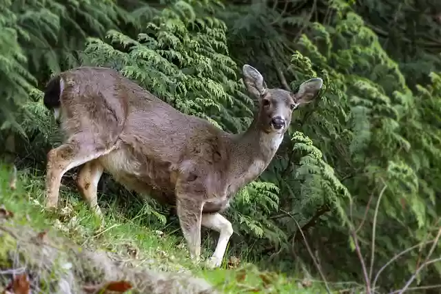 Free download deer doe forest field animal free picture to be edited with GIMP free online image editor