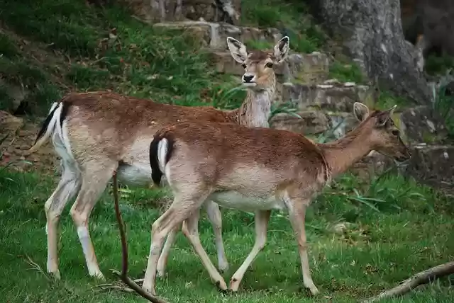 Free download deer fallow deer animals free picture to be edited with GIMP free online image editor