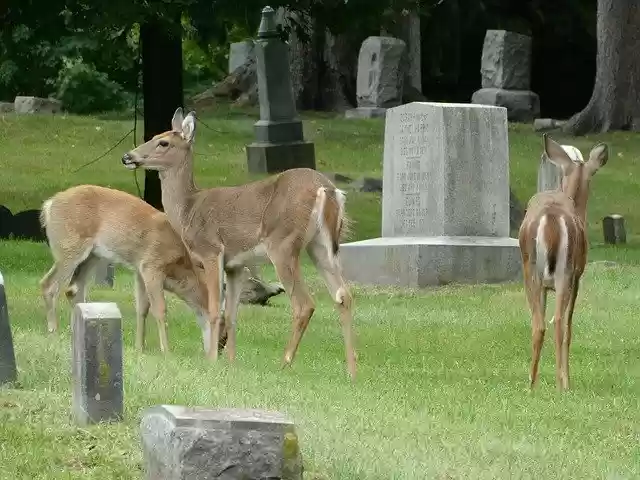 Free download Deer Mt Avon Cemetery Rochester -  free photo or picture to be edited with GIMP online image editor