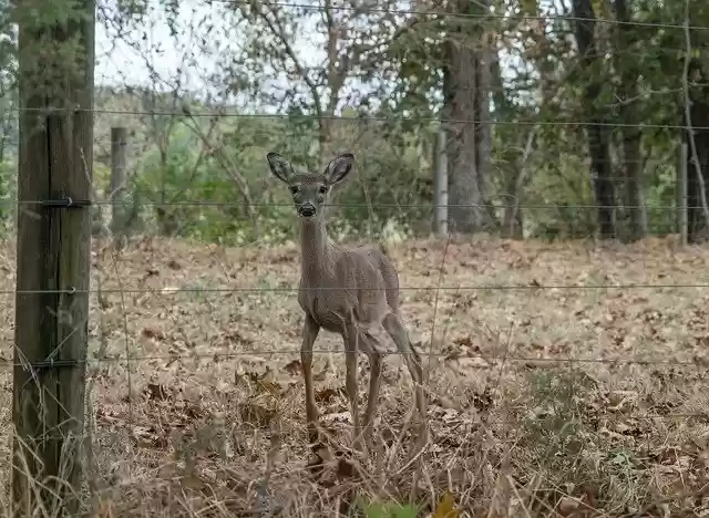 Free download Deer Nature Wildlife -  free photo or picture to be edited with GIMP online image editor