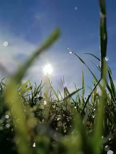 Free download Dewdrop Morning On The Meadow Lie -  free photo or picture to be edited with GIMP online image editor