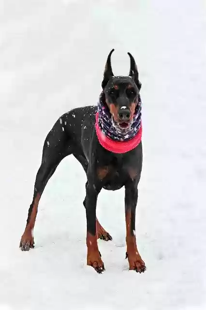 Free download Doberman Snow Dog -  free photo or picture to be edited with GIMP online image editor