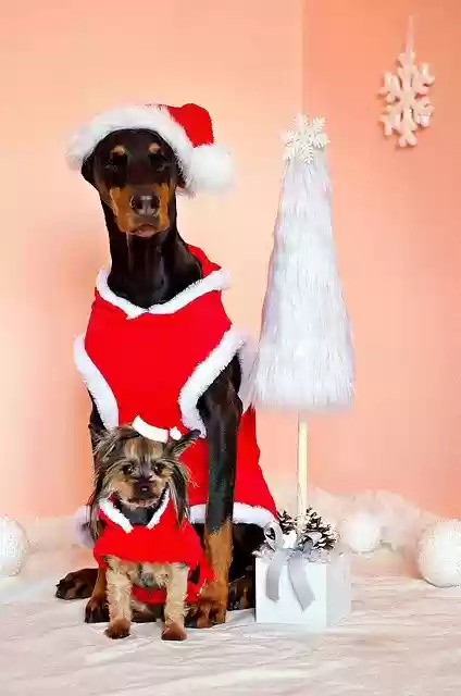 Free download Doberman Yorkshire Terrier Dogs -  free photo or picture to be edited with GIMP online image editor