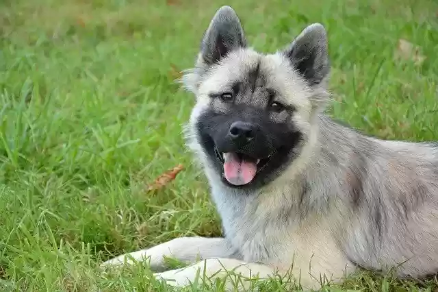 Бесплатно скачать бесплатный шаблон фотографии Dog Bitch Eurasier для редактирования с помощью онлайн-редактора изображений GIMP