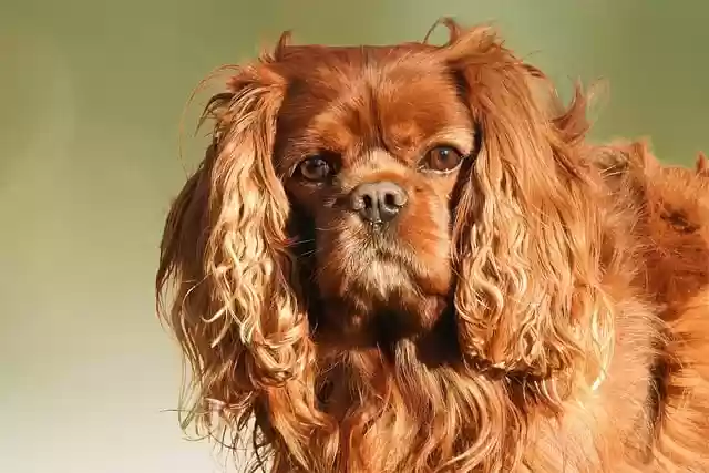 Free download dog cavalier king charles spaniel free picture to be edited with GIMP free online image editor