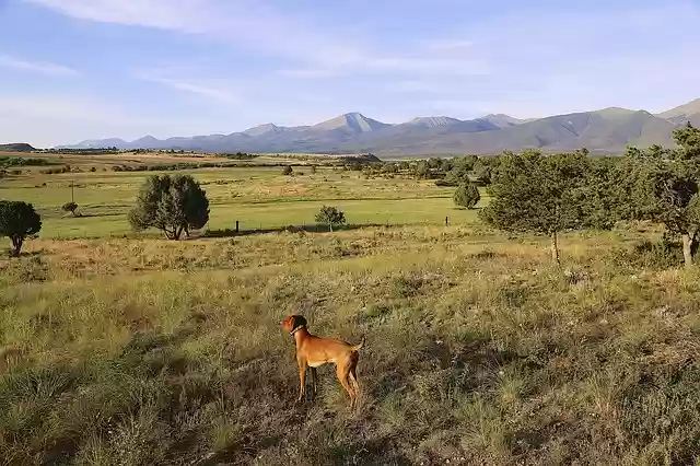 Free download dog colorado countryside vizsla free picture to be edited with GIMP free online image editor