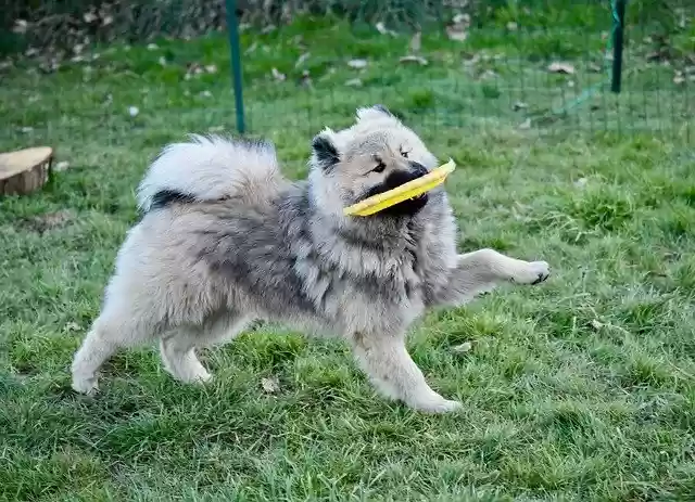 Free download Dog Eurasier Olaf Blue Young -  free photo or picture to be edited with GIMP online image editor