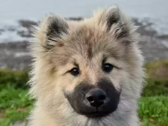 Free download Dog Eurasier Pup free photo template to be edited with GIMP online image editor