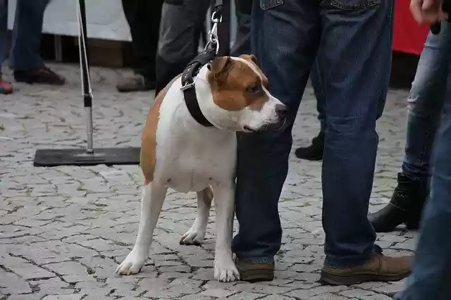 ດາວໂຫຼດຟຣີ Dog Fair Animals - ຮູບພາບ ຫຼືຮູບພາບທີ່ບໍ່ເສຍຄ່າເພື່ອແກ້ໄຂດ້ວຍຕົວແກ້ໄຂຮູບພາບອອນໄລນ໌ GIMP