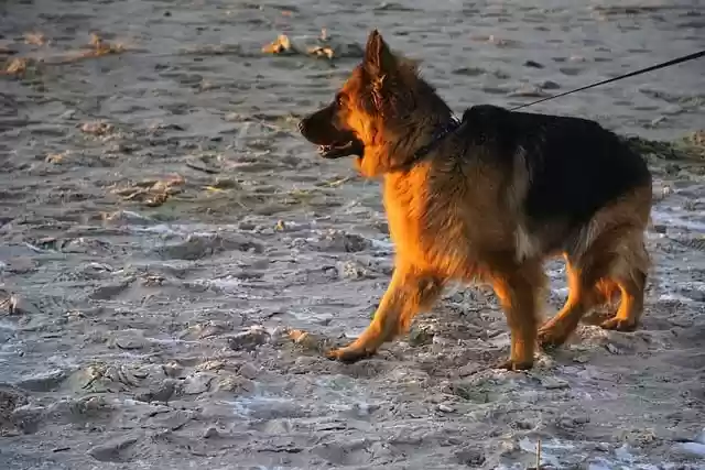 Free download dog german shepherd beach free picture to be edited with GIMP free online image editor