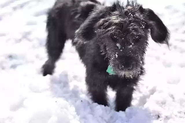 Free download Dog In Snow -  free photo or picture to be edited with GIMP online image editor