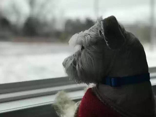 Free download Dog Looking Out Window Schnauzer -  free photo or picture to be edited with GIMP online image editor