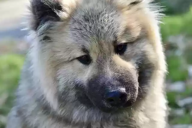 免费下载 Dog Portrait Eurasier - 可使用 GIMP 在线图像编辑器编辑的免费照片或图片