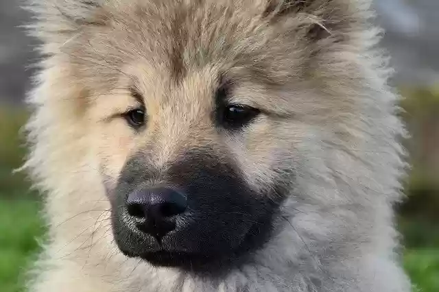 Free download Dog Pup Portrait Of Eurasier -  free photo or picture to be edited with GIMP online image editor