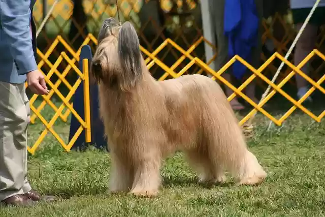 Free download dog show dog briard pet free picture to be edited with GIMP free online image editor