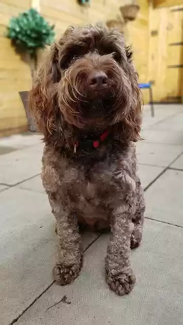 Скачать бесплатно Dog Sitting Posing - бесплатное фото или изображение для редактирования с помощью онлайн-редактора изображений GIMP