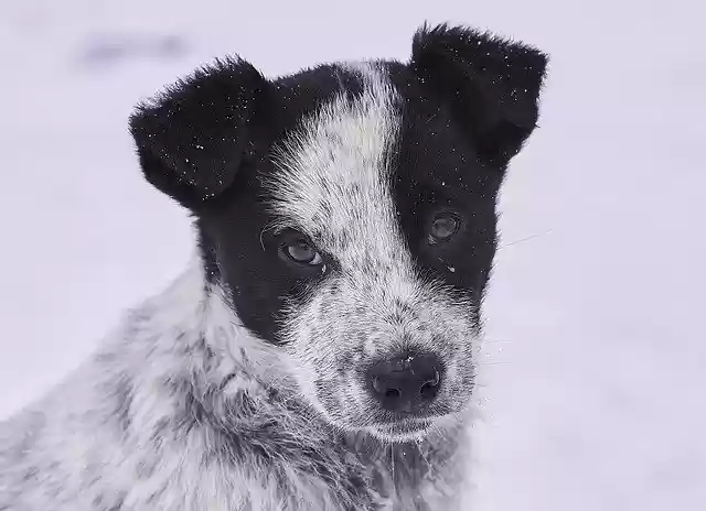 Free download Dog Snow In Winter free photo template to be edited with GIMP online image editor