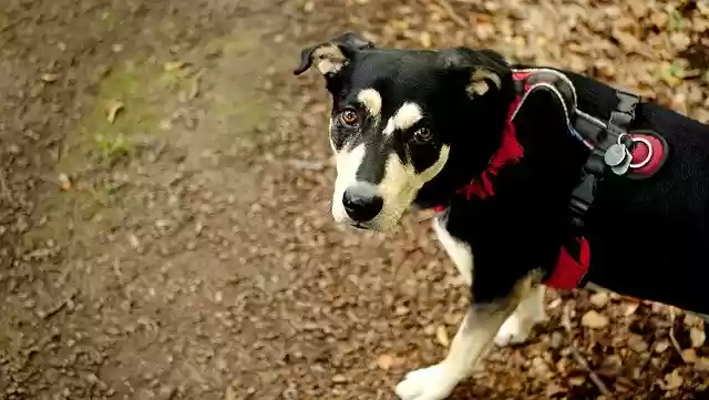 Бесплатная загрузка Dog Teyla Nature - бесплатная фотография или картинка для редактирования с помощью онлайн-редактора изображений GIMP