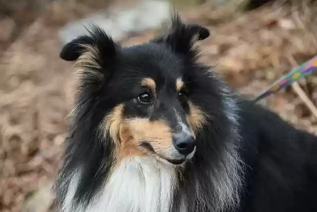 Free download dog tricolor shetland sheepdog free picture to be edited with GIMP free online image editor