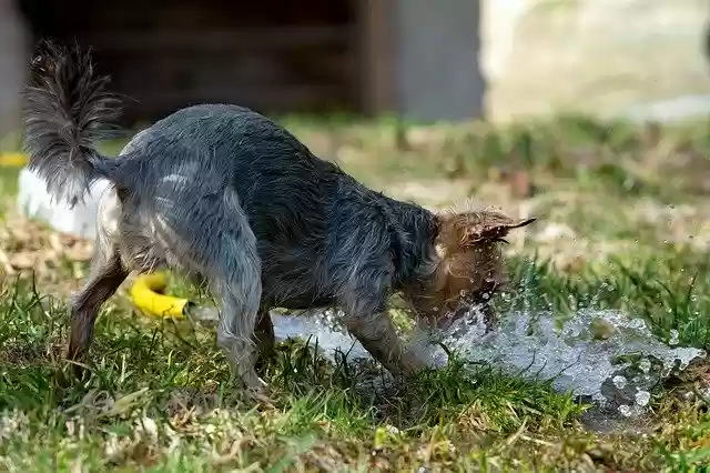 Безкоштовно завантажте Dog Water Wet - безкоштовну фотографію чи зображення для редагування за допомогою онлайн-редактора зображень GIMP