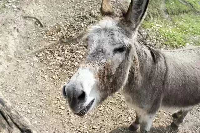 Téléchargement gratuit Donkey Animal Smile - photo ou image gratuite à éditer avec l'éditeur d'images en ligne GIMP