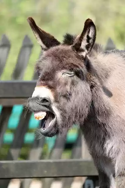 Free download Donkey Dwarf Beast Of -  free photo or picture to be edited with GIMP online image editor