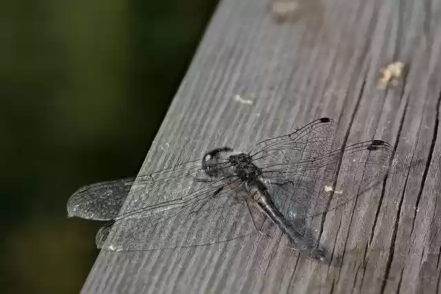 Free download Dragonfly Black Darter Sympetrum -  free photo or picture to be edited with GIMP online image editor