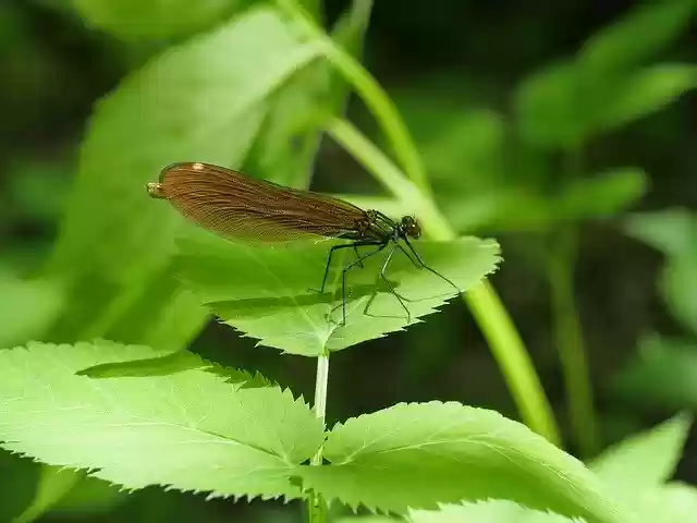 Free download Dragonfly Green Nature -  free photo or picture to be edited with GIMP online image editor