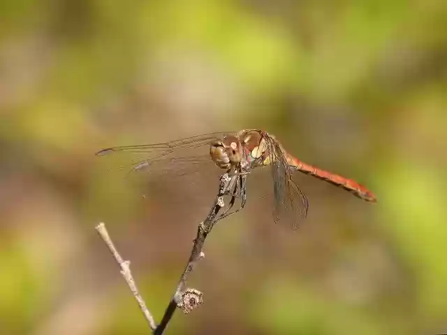 免费下载蜻蜓 Sympetrum Striolatum 免费照片模板，可使用 GIMP 在线图像编辑器进行编辑