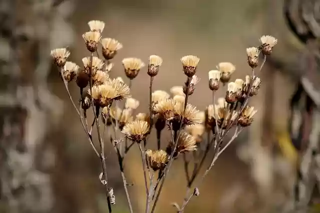 Free download dried flowers dried up dried fall free picture to be edited with GIMP free online image editor