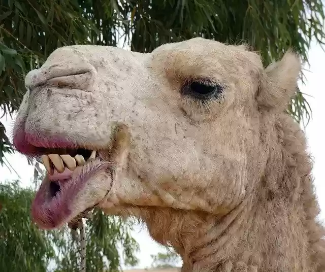 تنزيل مجاني Dromedary Camelus Dromedarius - صورة مجانية أو صورة لتحريرها باستخدام محرر الصور عبر الإنترنت GIMP