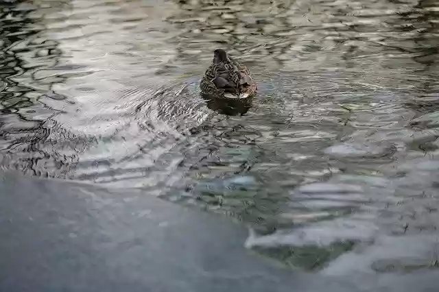 免费下载 Duck Lagoon Water - 使用 GIMP 在线图像编辑器编辑的免费照片或图片