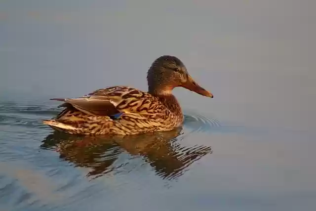 Free download duck mallard lake waterfowl free picture to be edited with GIMP free online image editor