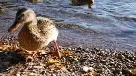 Free download Ducks Brown Plumage -  free video to be edited with OpenShot online video editor