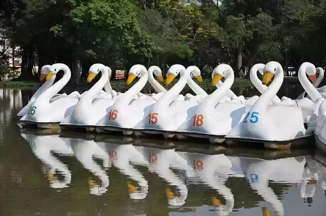 Free download Duck Swan Lake free photo template to be edited with GIMP online image editor