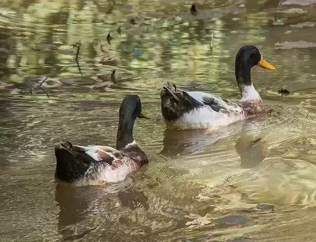 Free download Ducks Water Swimming -  free photo or picture to be edited with GIMP online image editor