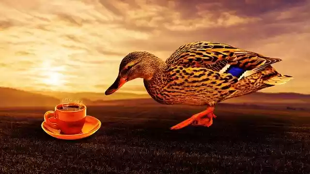 Free download Duck Tea Nature -  free illustration to be edited with GIMP free online image editor