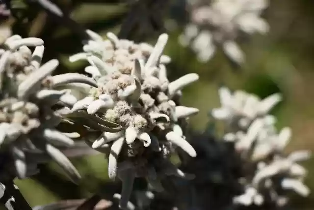 Free download Edelweiss Alpine Nature -  free photo or picture to be edited with GIMP online image editor