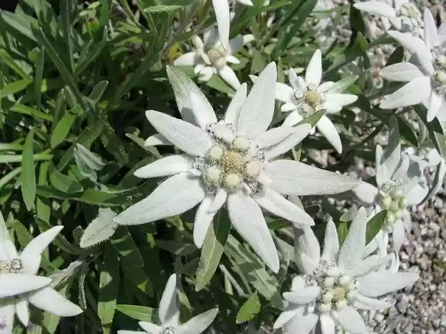 Free download Edelweiss Flower Alpine Edelweiß -  free photo or picture to be edited with GIMP online image editor