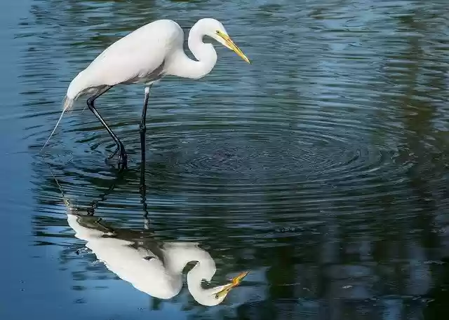 Free download Egret Florida Wildlife -  free photo or picture to be edited with GIMP online image editor