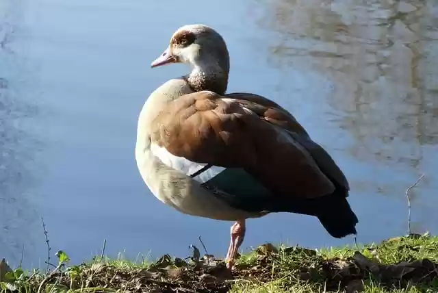 Free download egyptian goose waterfowl animal free picture to be edited with GIMP free online image editor