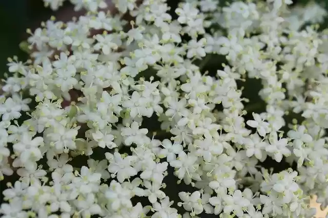 Free download Elderberry Flower Elder Blossom -  free photo or picture to be edited with GIMP online image editor