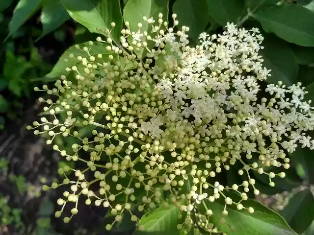 Free download Elderflower Flower White -  free photo or picture to be edited with GIMP online image editor