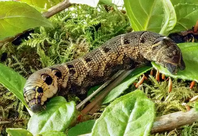 Free download Elephant-Hawk-Moth Larva -  free photo or picture to be edited with GIMP online image editor