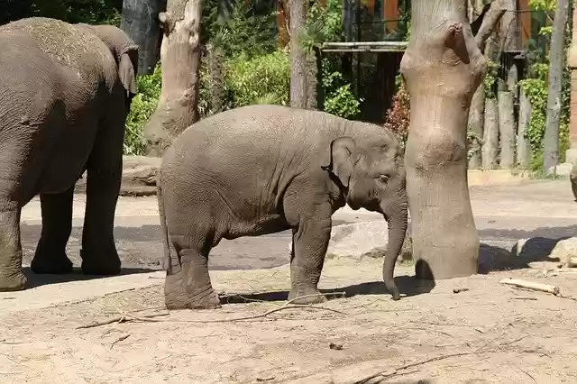 تنزيل Elephant Zoo Young مجانًا - صورة مجانية أو صورة يتم تحريرها باستخدام محرر الصور عبر الإنترنت GIMP