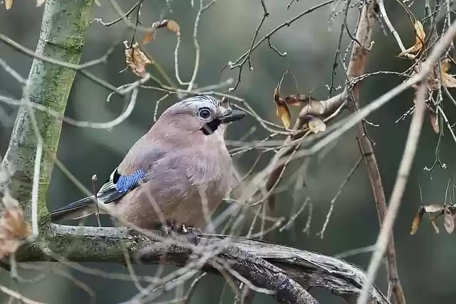 Free download eurasian jay jay bird ornithology free picture to be edited with GIMP free online image editor