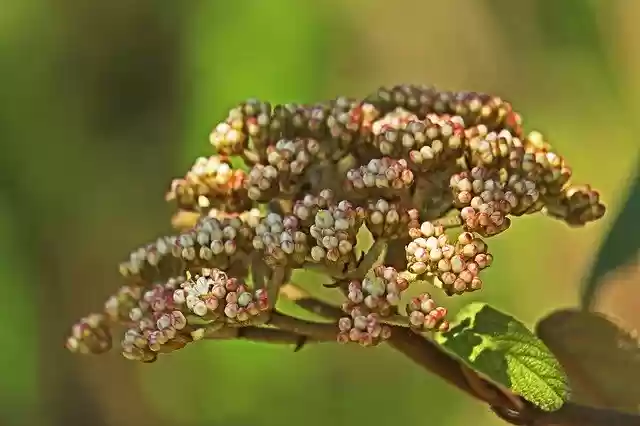 Free download Evergreen Snow Ball Viburnum Tinus -  free photo or picture to be edited with GIMP online image editor